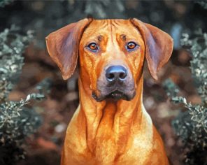 Ridgeback Paint By Numbers