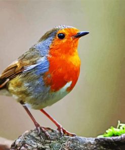 Robin Bird Paint By Numbers