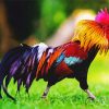 Wild Rooster Paint By Numbers