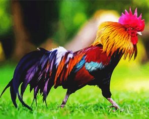 Wild Rooster Paint By Numbers