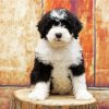 Cute Sheepadoodle Paint By Numbers