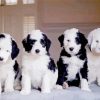 Sheepadoodle Puppy Paint By Numbers