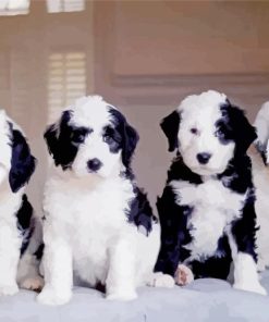 Sheepadoodle Puppy Paint By Numbers