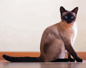 Siamese Cat Paint By Numbers