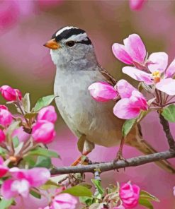 Sparrow Birds Paint By Numbers