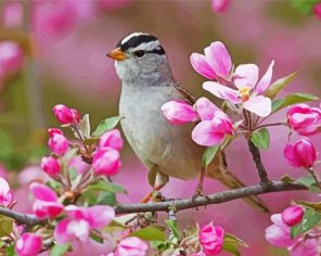 Sparrow Birds Paint By Numbers