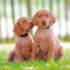 Vizsla Dogs Paint By Numbers