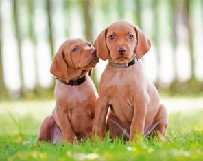 Vizsla Dogs Paint By Numbers