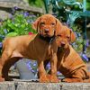 Vizsla Puppies Paint By Numbers