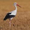 Aesthetic White Stork Paint By Numbers