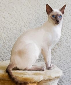 White Siamese Kitty Paint By Numbers