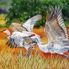 White Crane Birds Paint By Numbers