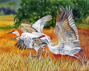 White Crane Birds Paint By Numbers