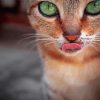 Abyssinian Kitty Paint By Numbers