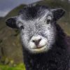 Aesthetic Herdwick Paint By Numbers