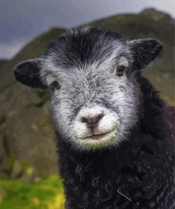 Aesthetic Herdwick Paint By Numbers