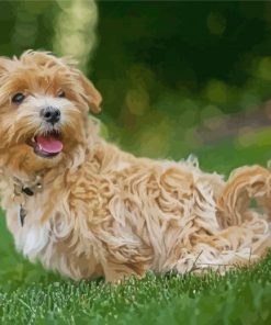 Maltipoo Dog Paint By Numbers