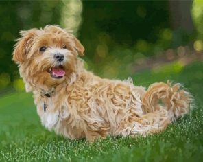 Maltipoo Dog Paint By Numbers