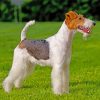 Adorable Terrier Dog Paint By Numbers