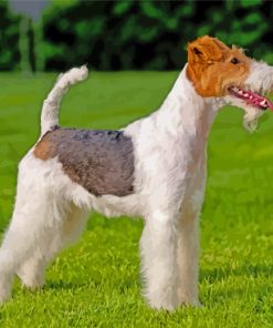 Adorable Terrier Dog Paint By Numbers