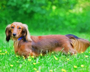 Long Haired Puppy Paint By Numbers