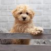 Maltipoo Puppy Paint By Numbers