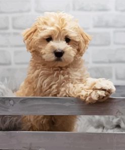 Maltipoo Puppy Paint By Numbers