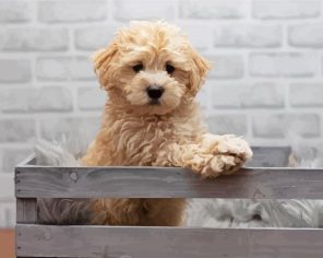 Maltipoo Puppy Paint By Numbers