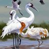 Artistic Crane Birds Paint By Numbers