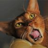 Brown Abyssinian Kitty Paint By Numbers