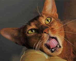 Brown Abyssinian Kitty Paint By Numbers