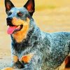 Heeler Puppy Paint By Numbers