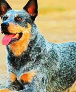 Heeler Puppy Paint By Numbers