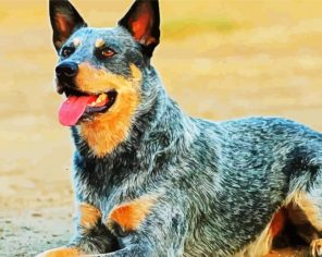 Heeler Puppy Paint By Numbers