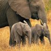 Elephant And Tow Babies Paint By Numbers