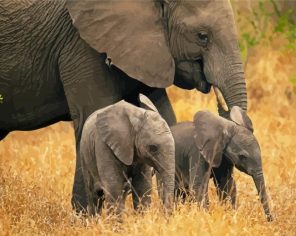 Elephant And Tow Babies Paint By Numbers