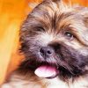 Lhassa Apso Puppy Paint By Numbers