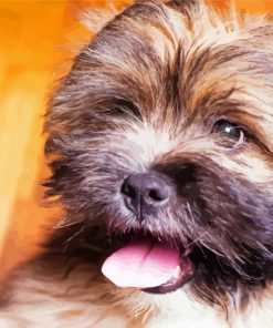 Lhassa Apso Puppy Paint By Numbers