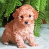 Adorable Maltipoo Dog Paint By Numbers