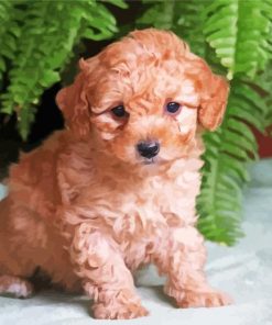 Adorable Maltipoo Dog Paint By Numbers