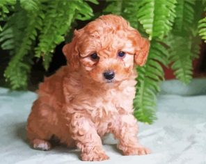 Adorable Maltipoo Dog Paint By Numbers