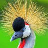 Cute Mohican Bird Paint By Numbers