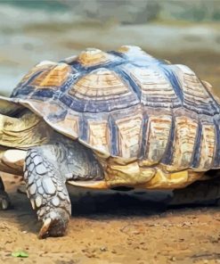 Sulcata Turtle Paint By Numbers