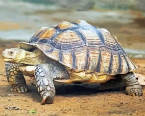 Sulcata Turtle Paint By Numbers