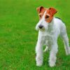 Terrier Dog Paint By Numbers