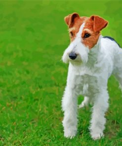 Terrier Dog Paint By Numbers