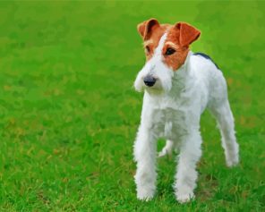 Terrier Dog Paint By Numbers