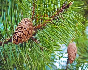 Pine Trees Paint By Numbers