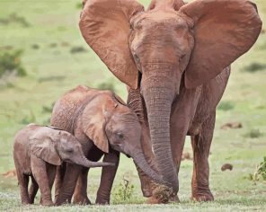 Elephant Family Paint By Numbers