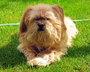 Lhasa Apso Dog Paint By Numbers